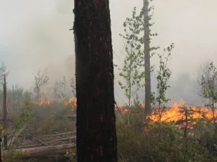 В лесах Нижегородской области сохраняется высокий класс пожарной опасности в период аномально жаркой погоды - Минлесхоз